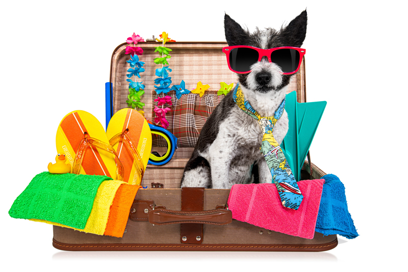Was solltet Ihr in den Hundekoffer packen bzw. was muss alles mit in die Reha mit Hund?